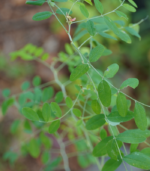 Avuri powder - 100g - Image 2