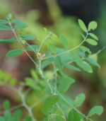 Avuri powder - 100g - Image 4