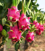 Dragon Fruit plant Red