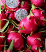 Dragon Fruit plant Red - Image 4
