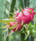 Dragon Fruit plant Red - Image 2