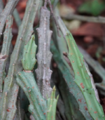 Kalli mullaiyaan / Iluvaan -200g - Image 4