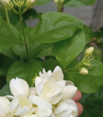 Kundu / Normal malli - Image 2