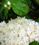 Madurai malli - Image 3