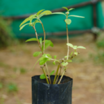 Manjal Karisalaanganni - 300g