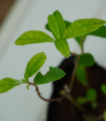 Manjal Karisalaanganni - 300g - Image 3