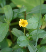 Manjal Karisalaanganni - 300g - Image 2