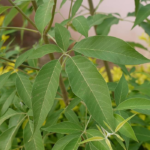 Mayil Kaal Nochi - 500g