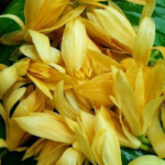 Naatu Senbagam - 300g