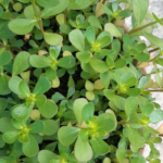 Naatu Vallarai - 300g