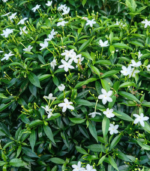 Nanthiya vattam - Image 4