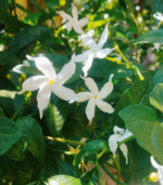 Nanthiya vattam - Image 3