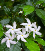 Nanthiya vattam - Image 2