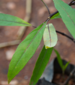 Nochi - 500g - Image 3