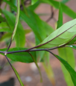 Nochi - 500g - Image 2