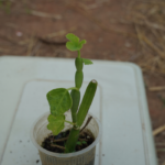 Olai Pirandai - 300g