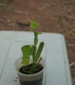 Olai Pirandai - 300g