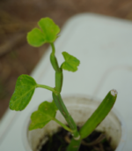 Olai Pirandai - 300g - Image 2