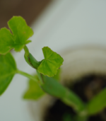 Olai Pirandai - 300g - Image 3