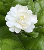 Paari Jaatham - Image 5