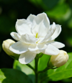 Paari Jaatham - Image 4