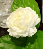 Paari Jaatham - Image 3