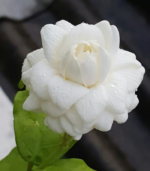 Paari Jaatham - Image 2