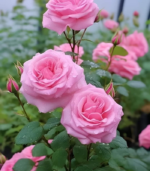 Paneer Rose - Image 4