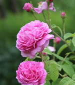 Paneer Rose - Image 3