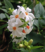 Pavala malli - Image 3