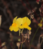 Pencil sedi - Image 4