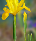 Pencil sedi - Image 3