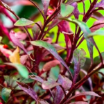 Ponnaganni Combo - 400g