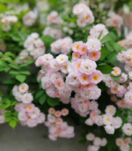 Rose malli - Image 2