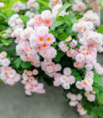 Rose malli - Image 3