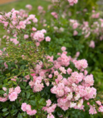 Rose malli - Image 4