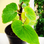 Sangu Narayana Sanjeevi - 600g