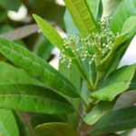 Sarva Suganthi - 600g