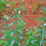 Siriya Nangai - 400g