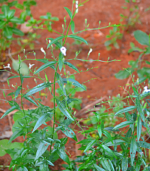 Siriya Nangai - Image 2