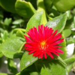 Sun rose  ( 2 cuttings )