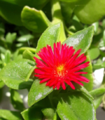 Sun rose  ( 2 cuttings )