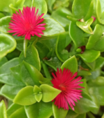 Sun rose  ( 2 cuttings ) - Image 4