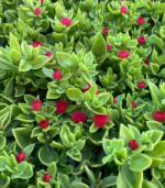 Sun rose  ( 2 cuttings ) - Image 3