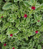 Sun rose  ( 2 cuttings ) - Image 2