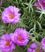 Table rose - Image 2