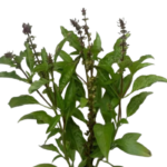 Thiru Neetru Pachilai -300g