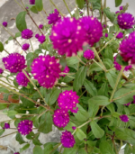 Vaada malli - Image 4