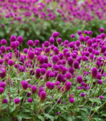 Vaada malli - Image 3