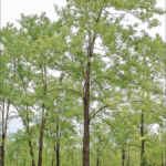 Vellai Kalyana Murungai - 1kg